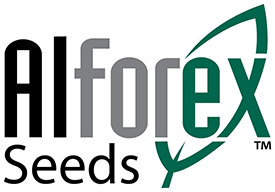 Alforex Seeds