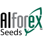 Alforex Seeds