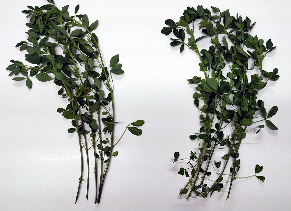 Hi-Gest alfalfa leaf-to-stem comparison to a conventional alfalfa