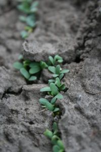 hardy Alfalfa seedlings in a well prepared soil bed