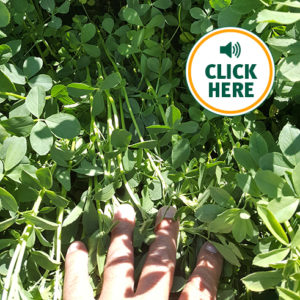 Hi-Gest Alfalfa Technology Testimonial from an alfalfa grower