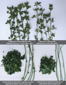 Alfalfa Leaf to Stem Comparison