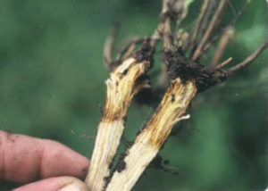 Freezing damage on alfalfa crown causing winter injury or winter kill