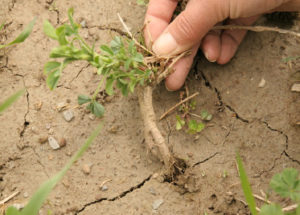 Alfalfa plant heaving from freeze and thaw cycle causing winter injury