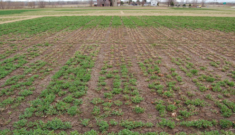Winter injury and winter kill caused by ice sheeting in an alfalfa field.