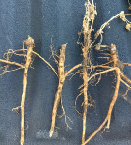 Alfalfa roots with dead crowns equal winterkill