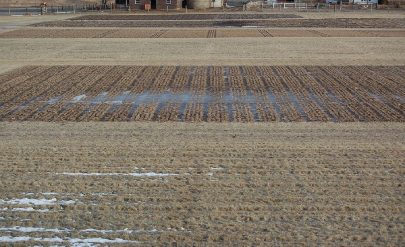 ice sheeting on an alfalfa field causing winter injury or winter kill