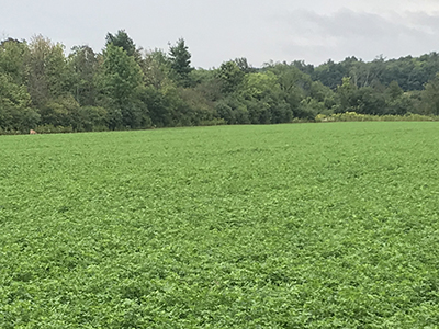 Hi-Gest 360 alfalfa field, Lone Hickory Farm, Penn Yan, NY
