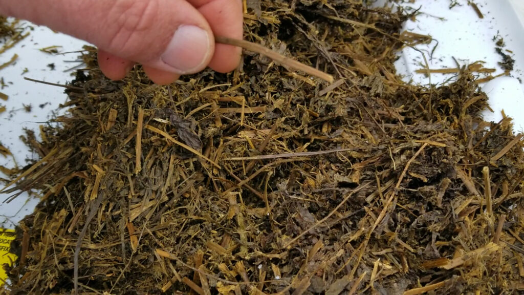 Hi-Gest Silage Sample shows lots of leaves and fine stems