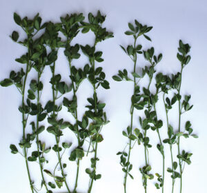 Leaf-to-stem ratio of Hi-Gest Alfalfa