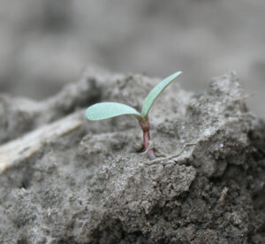 Single Alfalfa Seedling growing from Coated Seed