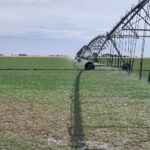 Alfalfa under irrigation, Alfalfa Livestream February 10, 2022