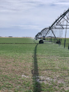 Alfalfa under irrigation, Alfalfa Livestream February 10, 2022