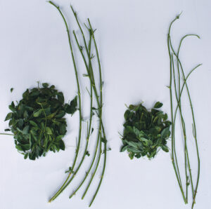 Alfalfa leaves from Hi-Gest alfalfa technology variety versus competitive variety