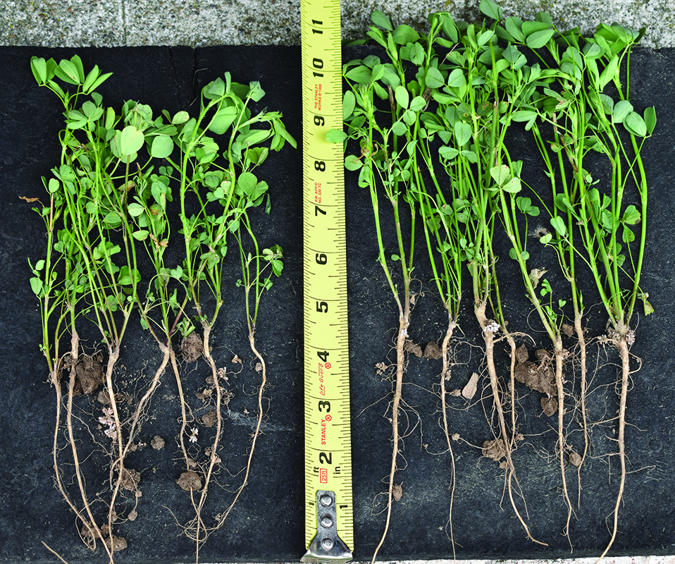 Young alfalfa plants grown from seed treated with alphajoule biostimulant