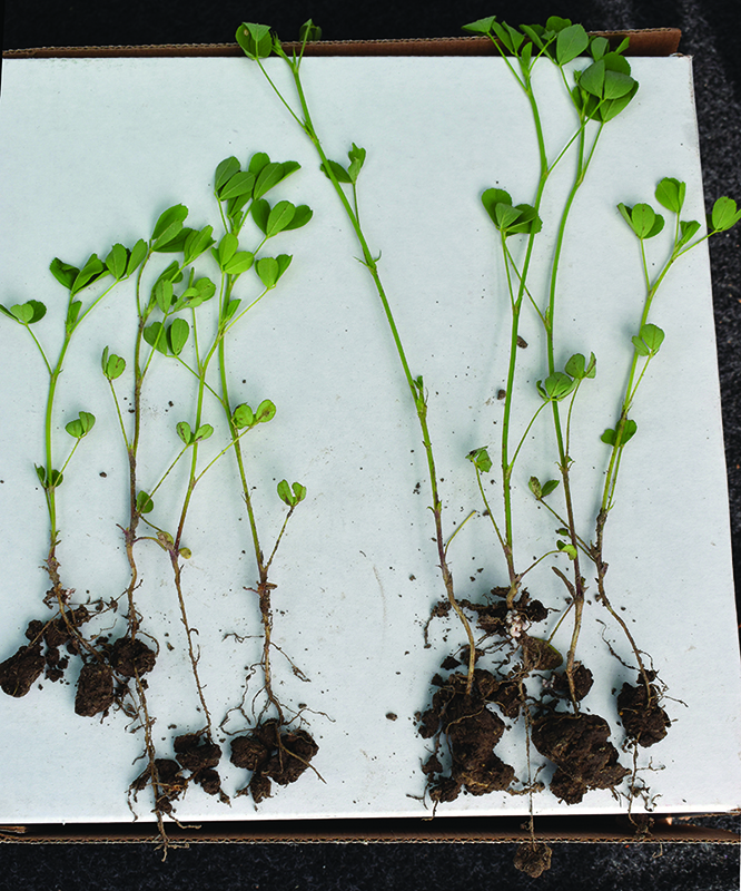 Seedlings from seed treated with alphajoule biostimulant