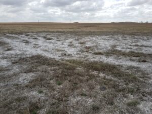 Alfalfa field with high saline soil